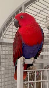 Female Eclectus Parrot Fennel Is Simply Stunning! #parrot ...