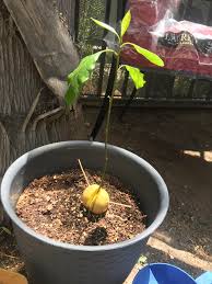 Avocado leaves are thin and a little droopy, is this normal? : r/gardening