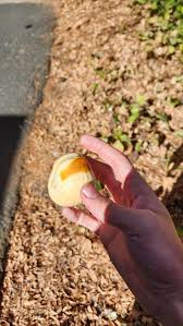 Landscaping tree in california with large green fruit : r/PlantIdentification