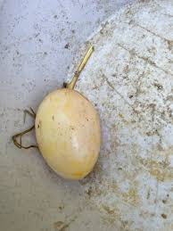 What could cause a new layer to produce an unusual egg?