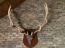 1900-1949 Antique Primitive Decoys for sale | eBay