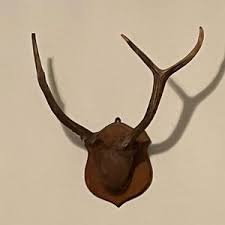 Buy Velvet Deer Mount Online In India - Etsy India