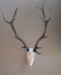 Incredibly Rare Pottery Barn Halloween Skull Art w/Original Box 31" VHTF Spooky! | eBay