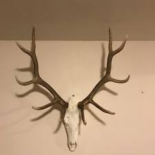 Painted Bull Elk Skull (LOCAL PICKUP ONLY) - Etsy