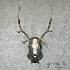 Rocky Mountain Elk Skull European Mount For Sale #29588 - The Taxidermy Store