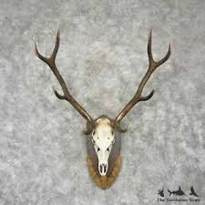 Antlers Red Deer | eBay