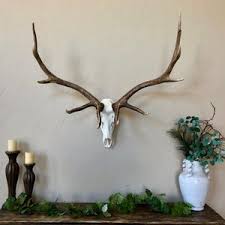 Tule Elk European Mount / Elk European Mount / Elk Sheds / Matching Set / Home Decor / Wall Decor - Etsy