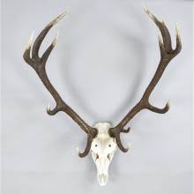 Sold at Auction: Collectibles Part I, RED DEER SKULL TROPHY, 20TH CENTURY,