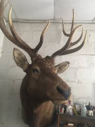 elk shoulder mount taxidermy | eBay