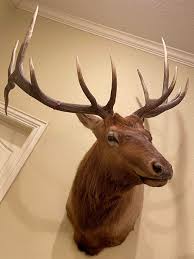 Elk Shoulder Mount Taxidermy - Etsy