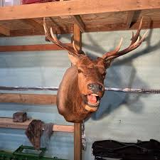 HUGE 12-point Elk Shoulder Mount Near Cabela's sporting ...
