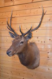Sold at Auction: Shoulder Mounted 5x5 Rocky Mountain Elk