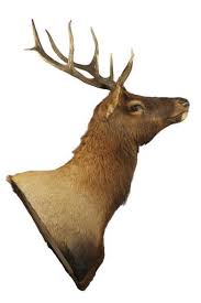 A Mounted Elk Head