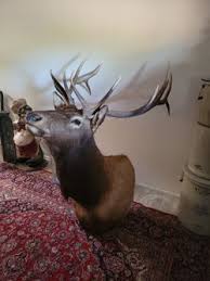 Elk Texaderm for Sale in Tucson, AZ - OfferUp