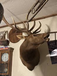 ELK BULL HEAD Vintage Taxidermy $600.00 - PicClick