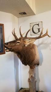 Alexander's Taxidermy Studio