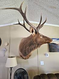 Sales of Ornaments for Christmas & holidays Dec. 2nd to 22nd Make an appointment before coming.