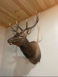 A beautiful Elk went home tonight