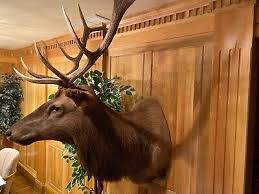 Beautiful 11pt. Elk shoulder mount for sale | eBay