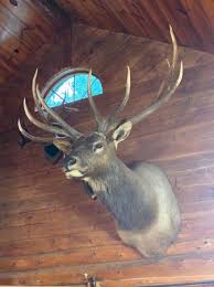 Elk shoulder mount - sporting goods - by owner - sale - craigslist