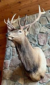 New 6X6 Elk Mount. Beautiful taxidermy! - arts & crafts - by owner - sale - craigslist