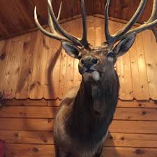 Tikka T3x Hunter 270 Winchester Blued Bolt Action Rifle - 22.4in | Sportsman's Warehouse