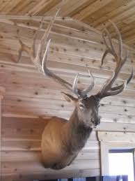 Elk Mount - 8x7 - 420 Boone & Crockett | #131294767