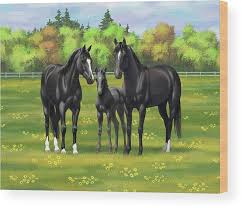 Black Quarter Horses in Summer Pasture Wood Print by Crista ...