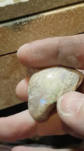 Australian Opal Fossil Shell, Large Coober Pedy Shell 109 ...