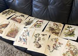 18 Best Loved Bird Paintings by Audubon | eBay