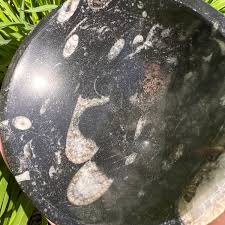 Polished Orthoceras Fossil Bowl - 4.5" Ancient Marine ...