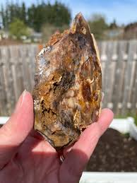 Polished Petrified Wood, Agate, Saddle Mountain - Etsy