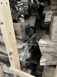 What is this stuff growing on my winter burn wood? Burton nb ...