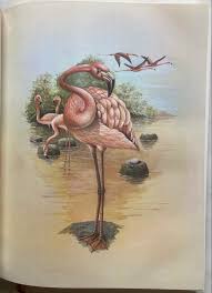 Aves do Brasil. [Volume 1] by Ruschi, Augusto: Very Good ...