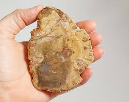 Polished Petrified Wood Slab - 800 - Madagascar Display ...