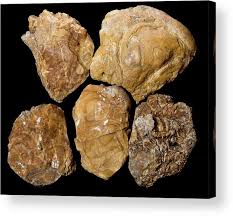 Unpolished Opaque Amber Acrylic Print by Science Photo ...