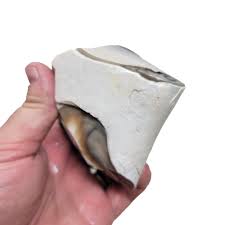 RARE Polish Flint Orbicular Rough Chunk!