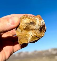 Colorful Highly Opalized Petrified Wood Limb Cast! Gorgeous ...