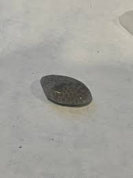 What are these rocks found in Ohio on Lake Erie?