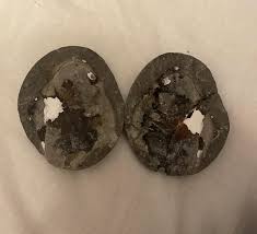 does anybody know what fossil this is? : r/fossils