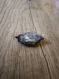 Found on beach looks like bone. : r/whatsthisrock