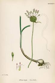 Plants, Allium Vineale' Prints - John Edward Sowerby ...