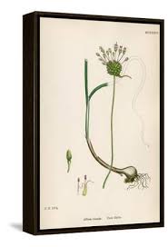 Plants, Allium Vineale' Art Print - John Edward Sowerby ...