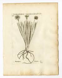 Rare Antique Print-SCORZONERA HUMILIS-VIPER`S GRASS-PL. 112 ...