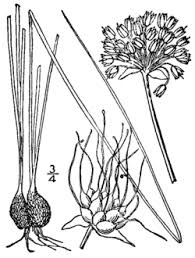 Allium canadense - Wikipedia