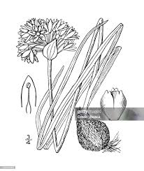 Antique Botany Plant Illustration Allium Reticulatum Frasers ...