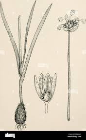 Allium fibrosum hi-res stock photography and images - Alamy