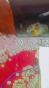 Reel by Rekha Goswami (@rekha_goswami_uk) · October 6, 2025