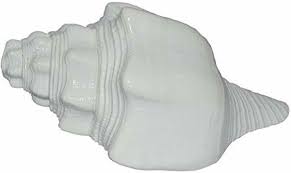 Shell Natural Shankh (6 inch, White) | eBay
