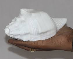 Puja Conch Shankh White Worship Hindú Divine Collectible ...